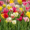 Semillas de bulbos de tulipán, bulbos holandeses de pétalo simple de 5 grados, flores de interior en maceta, florecen todo el año, fáciles de cuidar, aptos para cultivo hidropónico, venta al por mayor