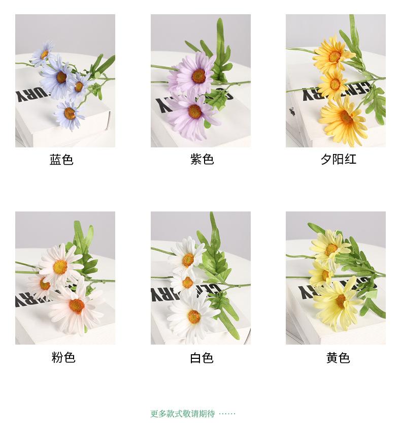 单支春菊三头菊花