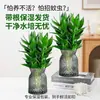 Bambú de la suerte hidropónico enviado con raíces Planta verde de interior Planta en maceta de oficina Planta de sala de estar Dormitorio Cuatro estaciones fácil de cuidar Purificar