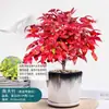 Bonsái Nandina Llama en Maceta Follaje Bonsái Pequeño Fácil de Cuidar Resistente al Frío Planta Verde Estudio Mesa de Té Zen Micro Paisaje