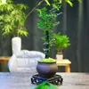 Planta en maceta de árbol de té de corteza negra y palo de rosa de hoja pequeña inspirada en el Zen, plántula, planta madura, fácil de mantener en la oficina, planta verde y flor decorativa
