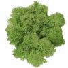 Material auxiliar de musgo libre de impurezas material de flor inmortal Musgo diy material de flor preservada 10g a granel muestra de musgo inmortal