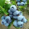 Mudas de Mirtilo F6 Esmeralda, Frutificação Dupla Temporada, Adequadas para Plantio em Regiões do Norte e do Sul, Mudas de Árvore Frutífera em Vasos Originais e Terra, Enviadas com Flores