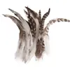 80 Tipos de Penas Naturais de Faisão, Penas Reais, Decorações Nativas Americanas, Acessórios DIY, Acessórios de Cabelo, Peças para Brinquedo de Vara para Gato