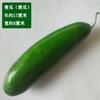 Modelo de verdura y fruta de simulación tomate pimiento zanahoria pepino calabaza ajo maíz decorativo material didáctico para niños