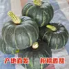 Calabaza para bebé paquete de 2.25 kg, deliciosa ya sea al vapor o asada, con un sabor harinoso a castaña, baja en grasa, saciante y hecha de frutas y verduras frescas