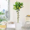Planta de Limonero en Maceta Aire Fresco, Flores Comestibles, Balcón Sala de Estar Interior, Plantas Verdes Grandes que Florecen en Todas las Estaciones
