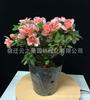 Plantas de Azalea al por mayor que florecen en todas las estaciones, Plantas ornamentales en maceta, Rododendro Azalea Rosa Plantas Verdes para Escritorio Balcón Flores