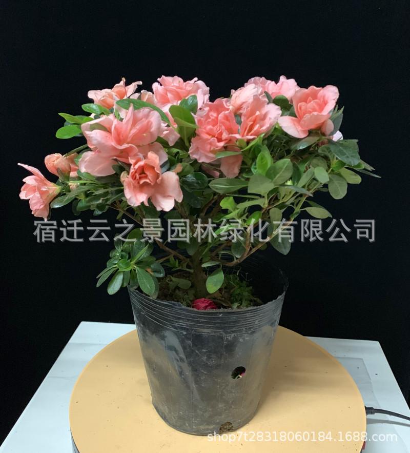 杜鹃1.JPG