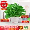 Plantas em vasos para sala de estar fáceis de cultivar removem formaldeído absorvem trepadeiras longas vaso grande flores de interior plantas plantas verdes trepadeiras verdes folhas grandes atacado