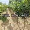 Se plantan plántulas de pomelo miel de Pinghe Guanxi en el patio norte y sur y plántulas de pomelo miel de corazón rojo injertadas en macetas