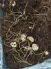 Bulbos de lírio perfumado importados, bulbos extragrandes que florescem em todas as estações e são fáceis de cultivar com raízes e brotos, bulbos de lírio de flores frescas cortadas