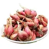 Plantio especializado de cebolinha de Sichuan, bulbos de cebola roxa com brotos, cebola de fogo em vaso, cebola amarela, mudas de cebola de quatro estações, extração de óleo de cebola, bulbos de cebola secos