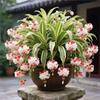 Semillas de Lirio Araña Perfume Corazón Dorado Son Resistentes y Fáciles de Cultivar, Adecuadas para Macetas, Florecen en Todas las Estaciones y Son Flores de Maceta Fáciles de Cuidar