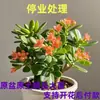Árbol de Jade en Maceta con Hojas Grandes, Planta Suculenta, Lirio de la Paz, Planta Verde Purificadora de Aire de Interior y Flor