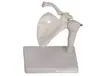 Modelo de Articulación del Hombro, Material de PVC, Modelo Anatómico del Esqueleto Humano