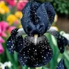 Semillas de rizomas de iris de flor azul, semillas de flores de bulbo, fáciles de cultivar y florecen todo el año, adecuadas para paisajismo de jardines y plantas en maceta