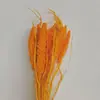 Espiga de mijo, flor seca natural de Yunnan, color arroz, ramo de flores, decoración del hogar, accesorios de tiro, inserción DIY