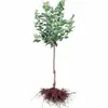 Plántulas Auténticas de Ciruela Frutal de Azúcar de Roca de Sichuan para Dropshipping, Adecuadas para Plantar Tanto en Regiones del Norte como del Sur, Nuevos Productos de Ciruela para Injerto en Macetas de Patio