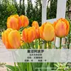Bulbos de tulipán holandeses, semillas hidropónicas, flores en maceta, plantas de tulipán para cultivo interior, disponibles para venta al por mayor
