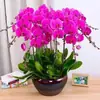 Plántulas de orquídea Phalaenopsis, plantas de Phalaenopsis en maceta con flores, flores de interior, plantas verdes, flores ornamentales en maceta, florecen en todas las estaciones, fáciles de cuidar