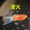 Pez Luchador de Siam fácil de criar Pez Gourami Gigante pez ornamental pez de agua fría alevines cambiar agua no necesita fuego australiano otro