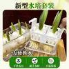 Tulipanes Hidropónicos al por Mayor 5 Grados Bulbos Grandes Resistentes al Frío para Invierno Interior/Exterior Fáciles de Cultivar para Principiantes Flores en Maceta Plantas