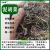 Materiales Medicinales Chinos: Nariz de Vaca, Lima, Tijeras, Flor Morada, Verdura Amarga, Cáñamo Amargo Silvestre, Hierba Amarga de Caballo y Orquídea Vainilla