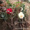Plántulas de Rosa en Maceta Raíces de Flor de Rosa Plantas Verdes de Flor Grande Balcón Interior Patio Fácil de Vivir Raíces Viejas Plántulas de Rosa Fragantes