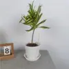 Lirio de Borde Dorado Bambú Planta en Maceta Árbol Sangre de Dragón Interior Sala de Estar Estilo Escandinavo Planta Verde Purificadora de Aire Planta Grande