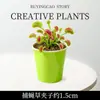 Planta Carnívora en Maceta Repelente de Mosquitos Planta Insectívora Planta para Niños Planta Jarra Celebridad de Internet Observación Estudiantil Planta Verde Venta al Por Mayor