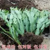 Nuevas Plantas en Maceta de Plántulas de Orquídea Garra de Cangrejo de Flor Doble con Capullos de Flor, Flores Multicolor, Plantas Pequeñas de Hoja para Interior y Balcón que Florecen Todo el Año