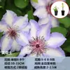 Planta Trepadeira Clematis Pátio Resistente ao Frio Planta Verde Flor Vaso Mudinha Utopia Moeda de Prata Varanda Florindo Quente em Todas as Estações