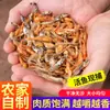 Paquete Mixto de Peces y Camarones de Agua Dulce, Camarones Secos, Pescado de Río Ligeramente Seco y Tostado, Peces y Camarones Pequeños, Productos Secos, Venta al por Mayor desde el Fabricante