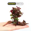 Plantas de Acuario, Decoraciones de Paisajismo con Césped Real, Plantas Aptas para Principiantes, Crisantemo Verde Ciempiés, Plantas de Sombra, Piedra Volcánica, Plantas Verdes Purificadoras de Agua