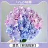 Flores Que Florescem por Muito Tempo e São Fáceis de Cultivar, Lírios, Sino dos Ventos, Flores de Corte Frescas, Plantas Hidropônicas de Cabelo Reto de Yunnan, Rosas, Arranjos de Flores de Interior