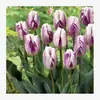 Semillas de bulbos de tulipán, bulbos holandeses de pétalo simple de 5 grados, flores de interior en maceta, florecen todo el año, fáciles de cuidar, aptos para cultivo hidropónico, venta al por mayor