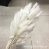 Rabo de Conejo Seco Flor Seca Ramo Flor Real Flor Inmortal Hierba de Cola de Perro Decoración del Hogar Materia Prima Fábrica Disparo Accesorios