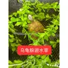 Plantas Aquáticas Artificiais para Aquários, Tanques de Tartarugas e Filhotes de Tartaruga; Prevenir Mordedura de Cauda, Prevenir Lesão, Prevenir Afogamento; para Criar Tartarugas