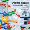 Kit de Montagem de Componentes do Modelo da Estrutura da Dupla Hélice de DNA para Alunos do Ensino Fundamental e Médio Explorarem Variação Genética Cgat Equipamento Experimental