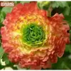 Bulbos de Ranúnculo, bulbos de Peônia, Peônias de flor dobrada, plantas fáceis de cultivar e resistentes para todas as estações, mudas de flores em vasos