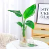 Ave del Paraíso Planta Hidropónica Sala de Estar Casa Próspera Planta Verde Interior Strelitzia Reginae Todo el Año Absorción de Formaldehído Oficina Escritorio Planta en Maceta