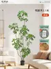 Plantas Verdes Artificiais de Alta Qualidade para Decoração de Sala de Estar, Planta Realista Falsa de Figueira-da-Índia Preta para Decoração de Sala de Transmissão ao Vivo