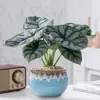 Rinoceronte Blanco Lirio de Calas Plantas en Maceta en la Sala de Estar y Escritorio de Oficina Plantas Verdes para Alimentar Durante Todo el Año Plantas Tropicales Populares y Florales