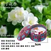 Comercio Exterior Transfronterizo Velas en Lata de Hojalata de Colores Aceite Esencial de Plantas Cera de Soja Set de Caja de Regalo Velas de Aromaterapia