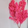 Flor de Pino Penglai Eterna Arte Jardinería Arreglo Floral Decoración del Hogar Planta Natural Producción Planta Verde Flores Secas en Relieve