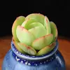 Base de planta suculenta autoproducida y autovendida al por mayor suculentas pequeñas combinación de flores plantas en maceta plantas carnosas Lithops Haworthia