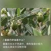 Aceite de Jojoba Dorado, Aceite Esencial de Israel, Aceite de Masaje, Materias Primas de Aceites Vegetales, Venta al por Mayor de Aceites Vegetales