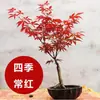 Bonsai de Bordo Vermelho Japonês para Dropshipping, Planta em Vaso de Bordo Vermelho de Quatro Estações, Planta em Vaso de Tronco de Árvore em Miniatura Enxertada Red Dance Gypsy com Cor Vermelha