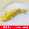 Alevines Vivos de Pez Dorado Ornamental Rojo y Blanco de Raza Pura para Agua Fría, Pez Ornamental Koi Rojo Resistente al Agua Dulce Tricolor